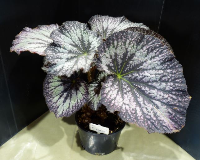 B. ‘Blizzard’